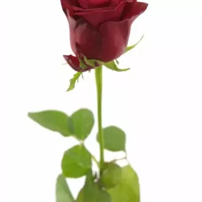 Červená růže ONE LOVE 50cm