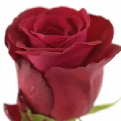 Červená ruža ONE LOVE 50cm