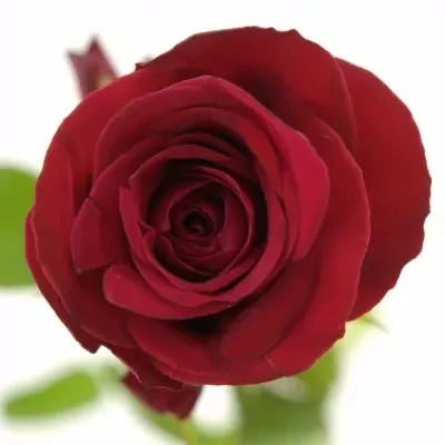 Červená růže ONE LOVE 50cm