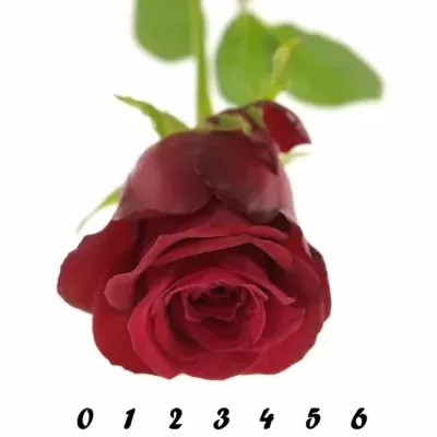 Červená růže ONE LOVE 50cm