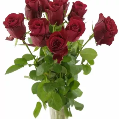 Červená růže ONE LOVE 50cm