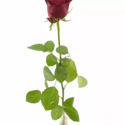 Červená růže ONE LOVE 50cm