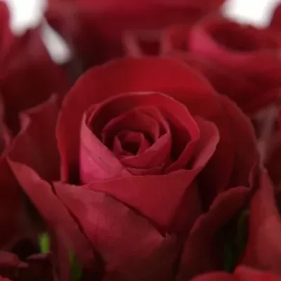 Červená růže ONE LOVE 50cm