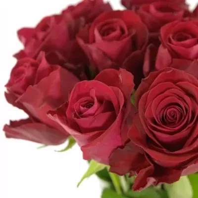 Červená růže ONE LOVE 50cm