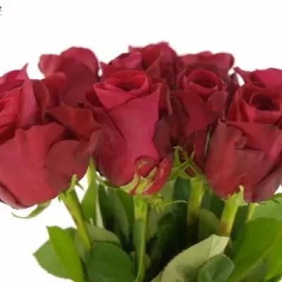 Červená růže ONE LOVE 50cm