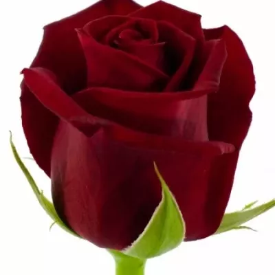Červená růže PASSION 60cm