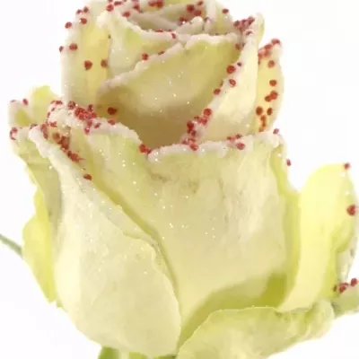 Červená růže PEARL RED 60cm (L)