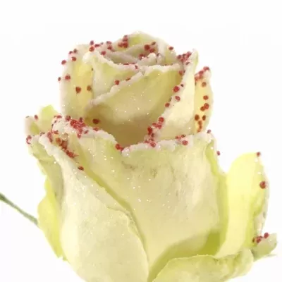 Červená růže PEARL RED 60cm (L)