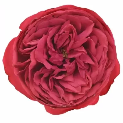 Červená růže PIANO 35cm (XXL)