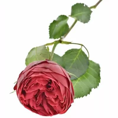 Červená růže PIANO 35cm (XXL)