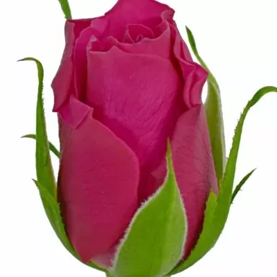 Červená růže POISON 40cm (M)