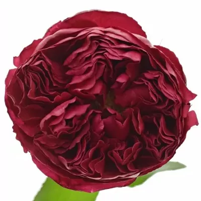 Červená růže RASPBERRY ELEGANCE 60cm (XXL)