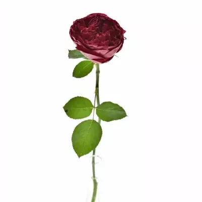 Červená růže RASPBERRY ELEGANCE 60cm (XXL)