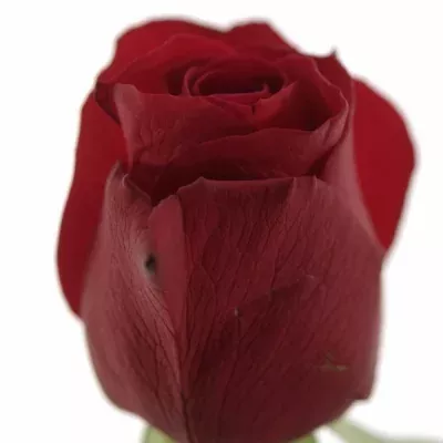 Červená růže RED ALERT 70cm