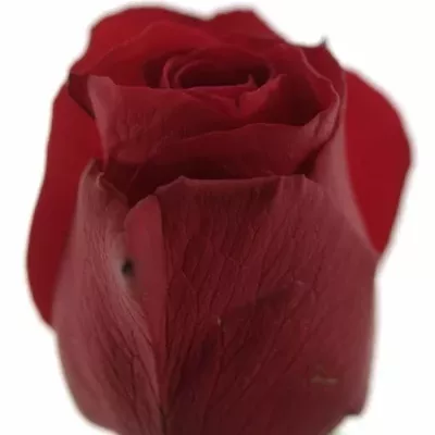 Červená růže RED ALERT