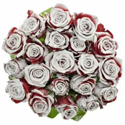 Červená růže RED BENTLEY FROST