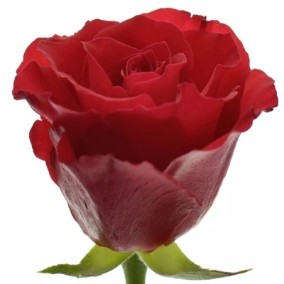 Červená růže RED CALYPSO 60cm (M)