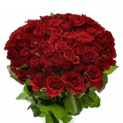 Červená růže RED CALYPSO