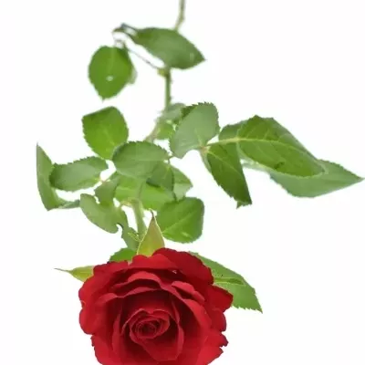 Červená ruža RED CALYPSO