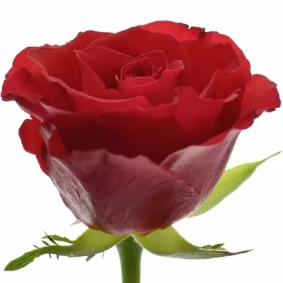 Červená růže RED CALYPSO 60cm (M)