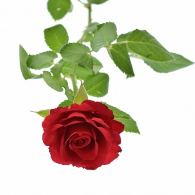 Červená růže RED CALYPSO