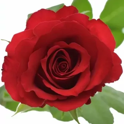 Červená ruža RED CALYPSO
