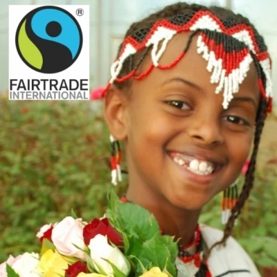 Červená růže RED CALYPSO