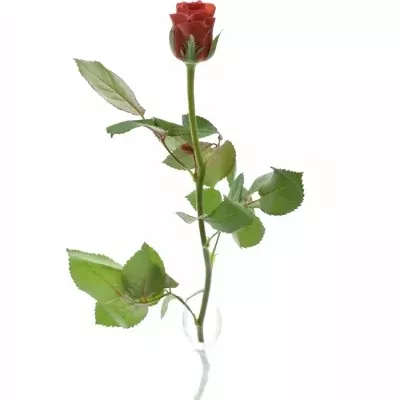 Červená růže RED CORVETTE 60cm (M)