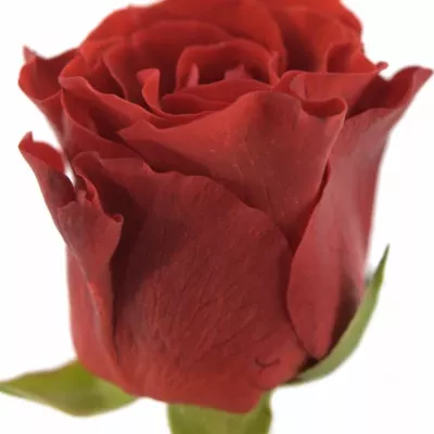 Červená růže RED CORVETTE 40cm (S)