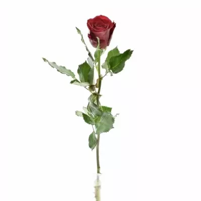Červená růže RED DRAGON 50cm (S)