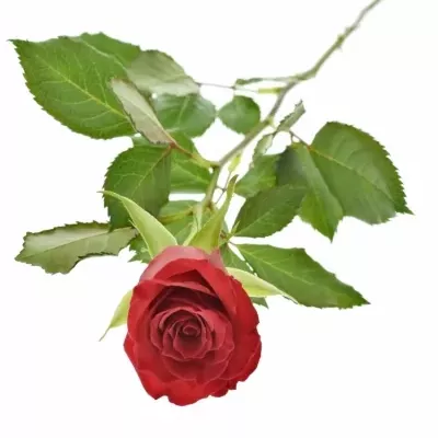 Červená růže RED DRAGON 50cm (S)