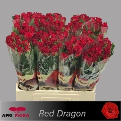 Červená růže RED DRAGON