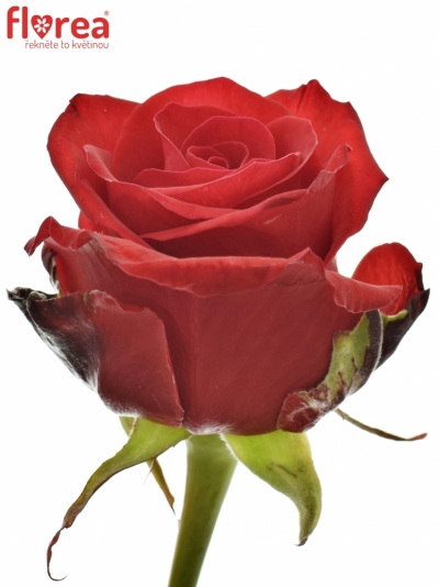 Červená růže RED EAGLE 90cm super (XL)