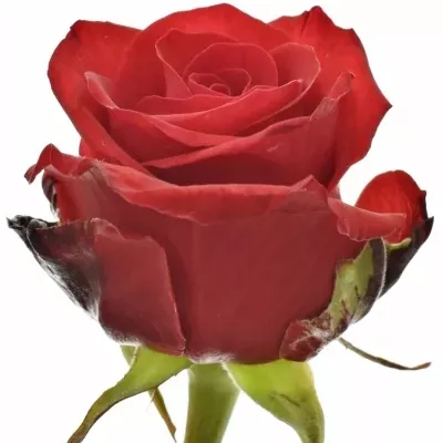 Červená růže RED EAGLE 55cm (L)