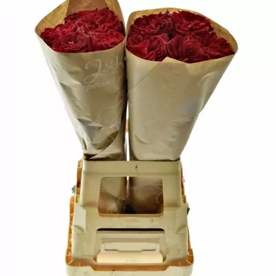 Červená růže RED ELEGANCE 70cm (XXL)