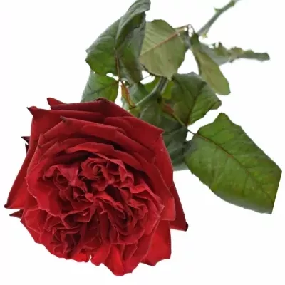 Červená růže RED ELEGANCE 70cm (XXL)