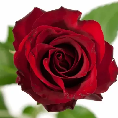 Červená růže RED EXPRESS 50cm (M)