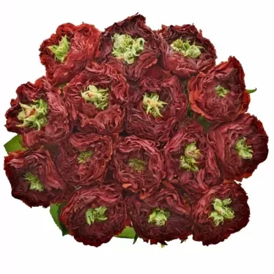 Červená růže RED EYE 60cm