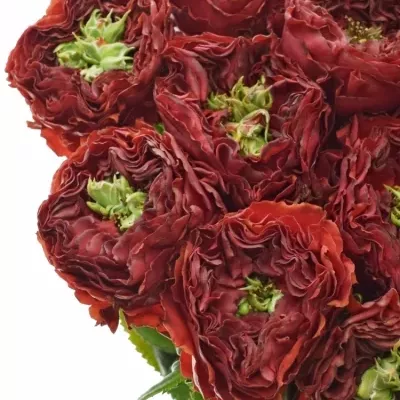 Červená růže RED EYE 60cm