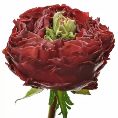 Červená růže RED EYE 60cm