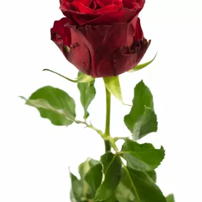 Červená růže RED KAMALA 50cm (M)