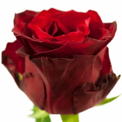 Červená růže RED KAMALA 50cm (M)