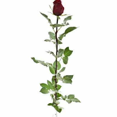 Červená růže RED LION 90cm (XXL)