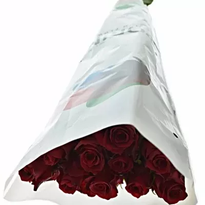 Červená růže RED LION 90cm (XXL)