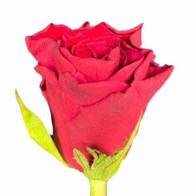 Červená růže RED MOUNTAIN 40cm (S)