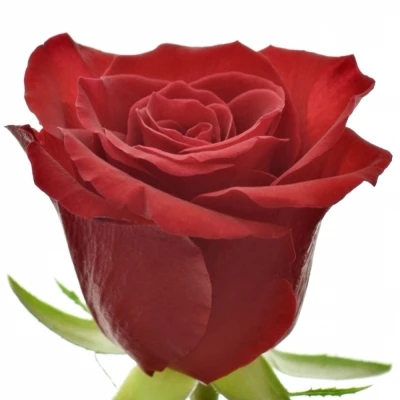 Červená růže RED MOUNTAIN 50 cm (M)