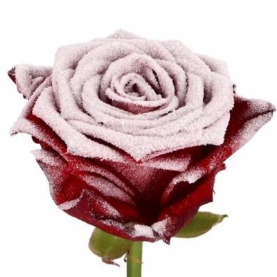 Červená ruža RED NAOMI FROST 60cm (L)
