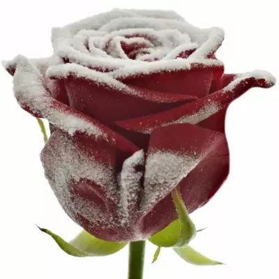 Červená růže RED NAOMI FROST 60cm (L)