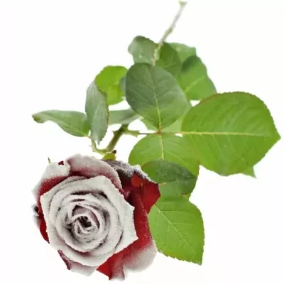 Červená ruža RED NAOMI FROST