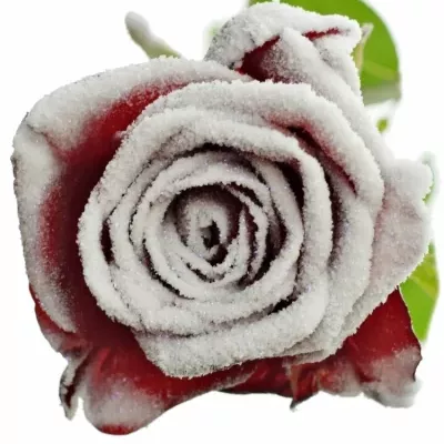 Červená ruža RED NAOMI FROST
